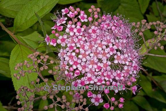 spirea japonica 1 graphic